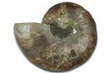 Cut & Polished Ammonite Fossil (Half) - Madagascar #329173-1